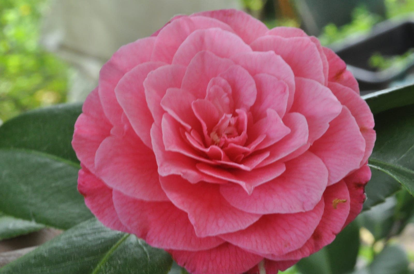 Camellia 'April Rose'