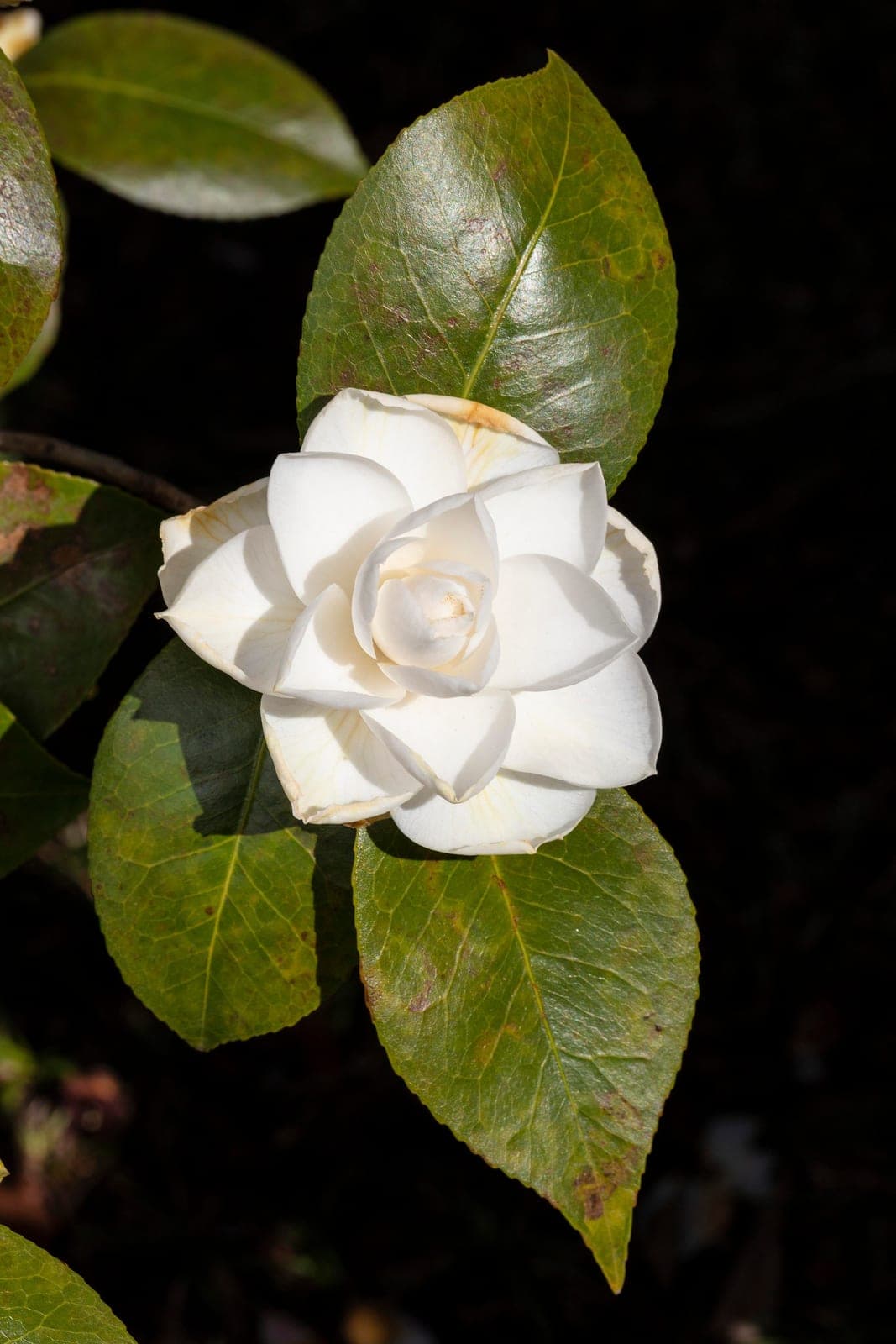 Camellia 'Nuccio's Gem'