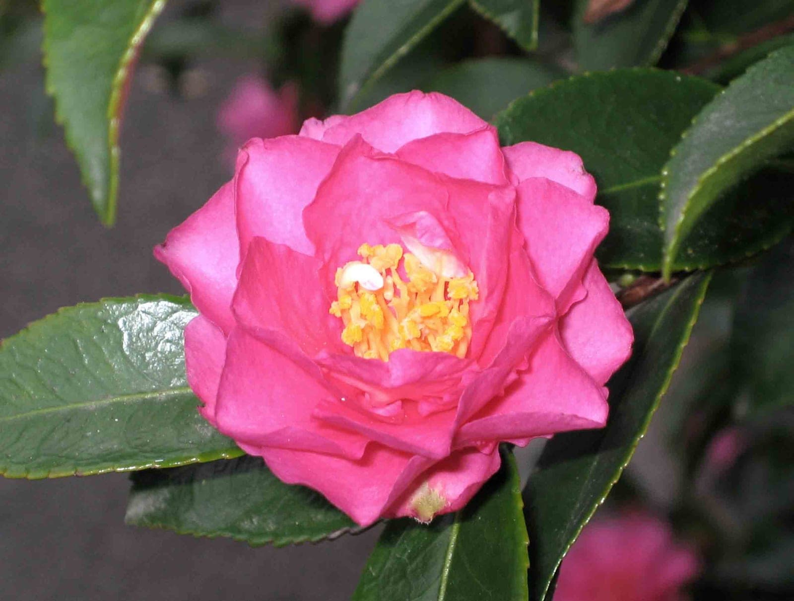 Camellia 'Shishi-Gashira'
