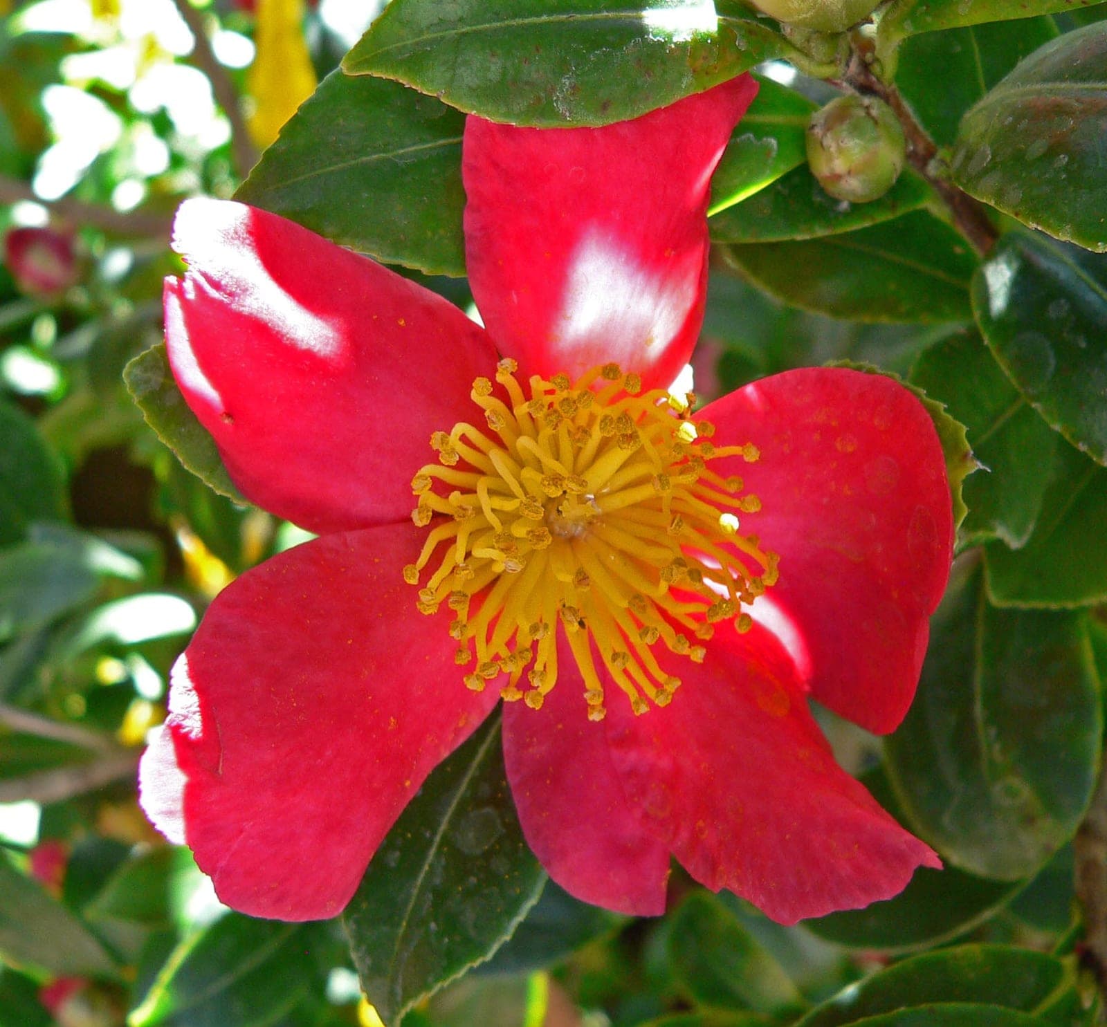 Camellia 'Yuletide'