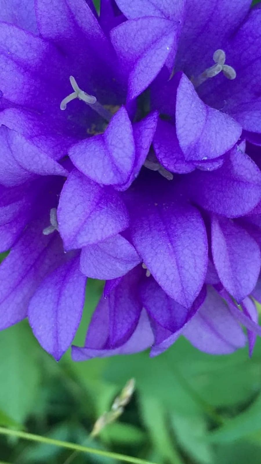 Canterbury Bells