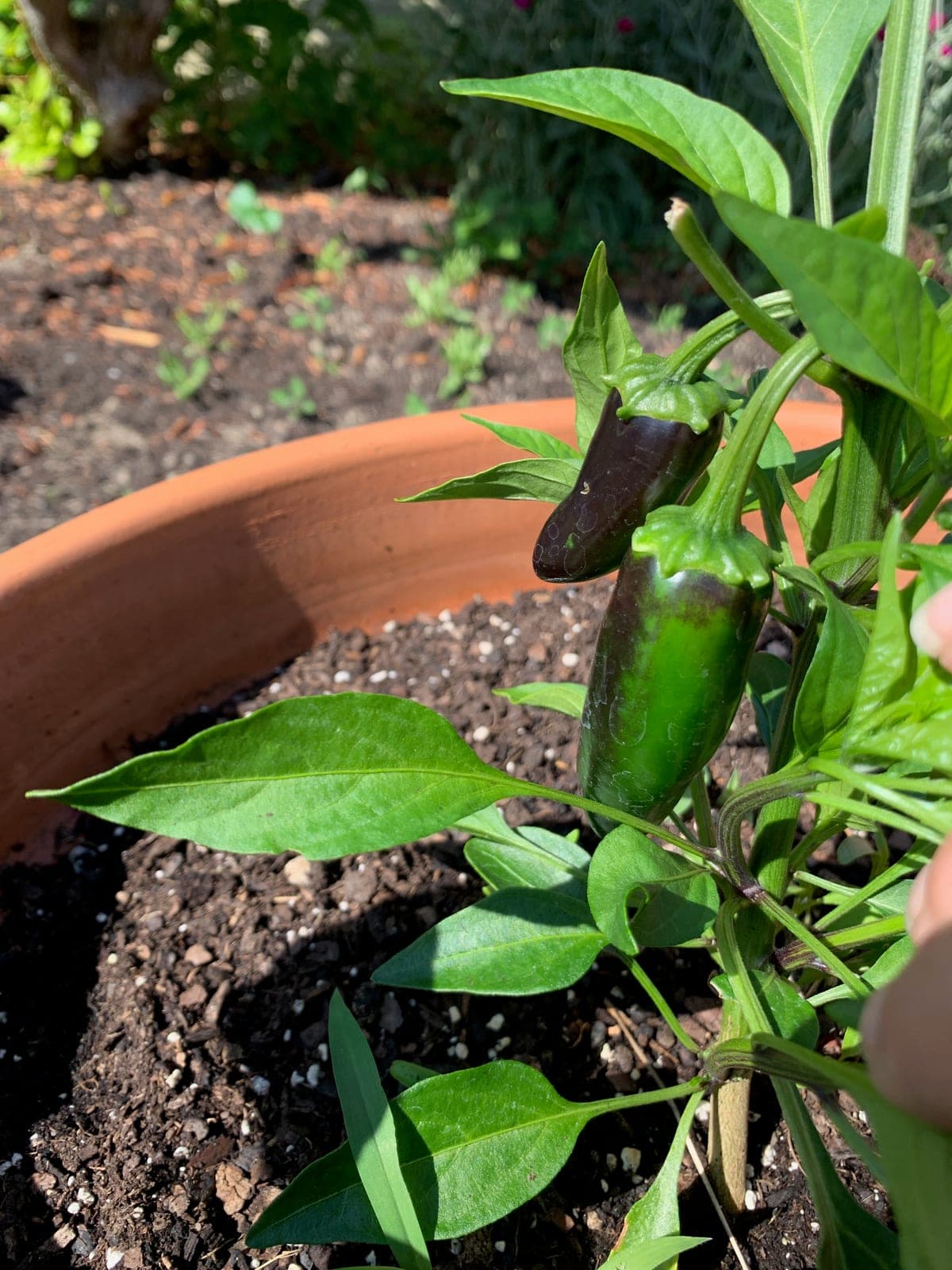 Bell Pepper