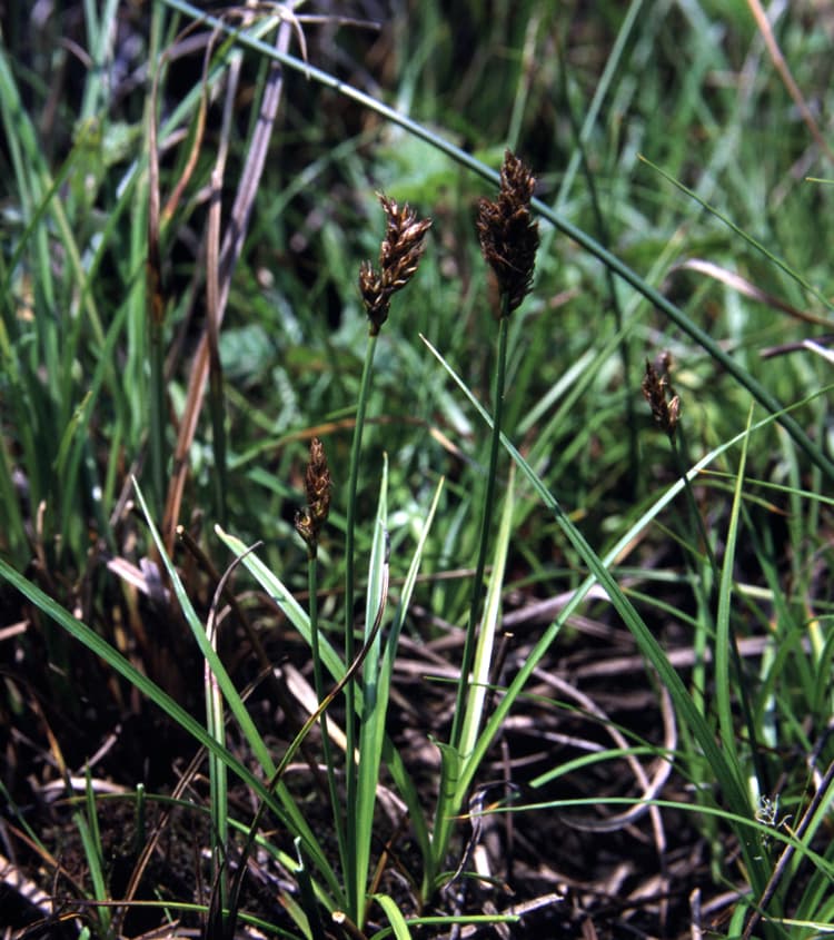 California Meadow Sedge