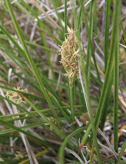 Clustered Field Sedge