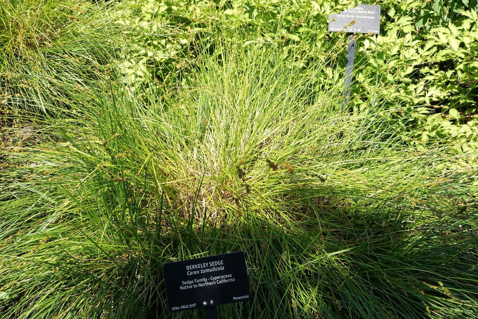 Foothill Sedge