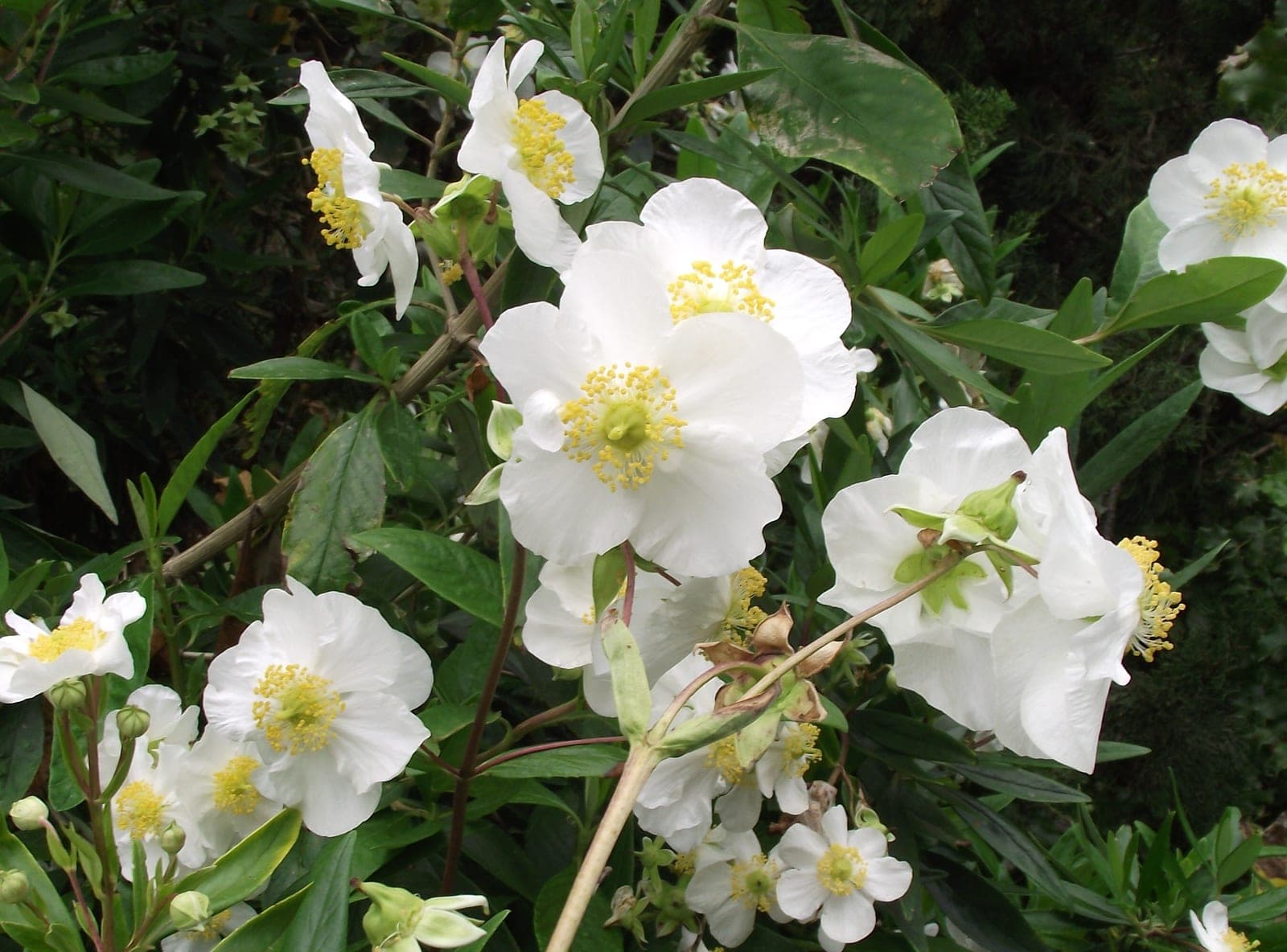 Bush Anemone