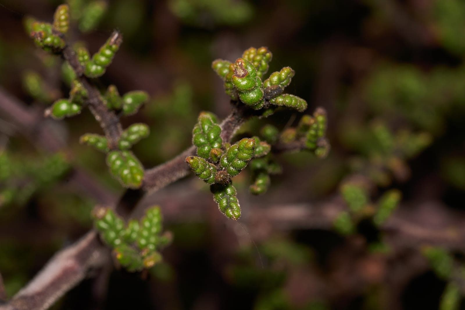 Santa Barbara Ceanothus