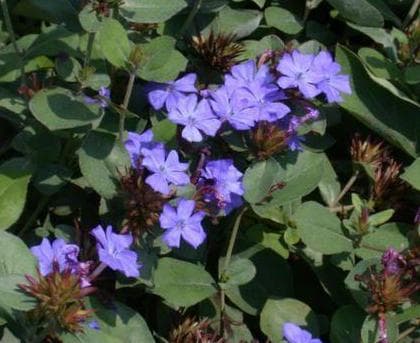 Leadwort