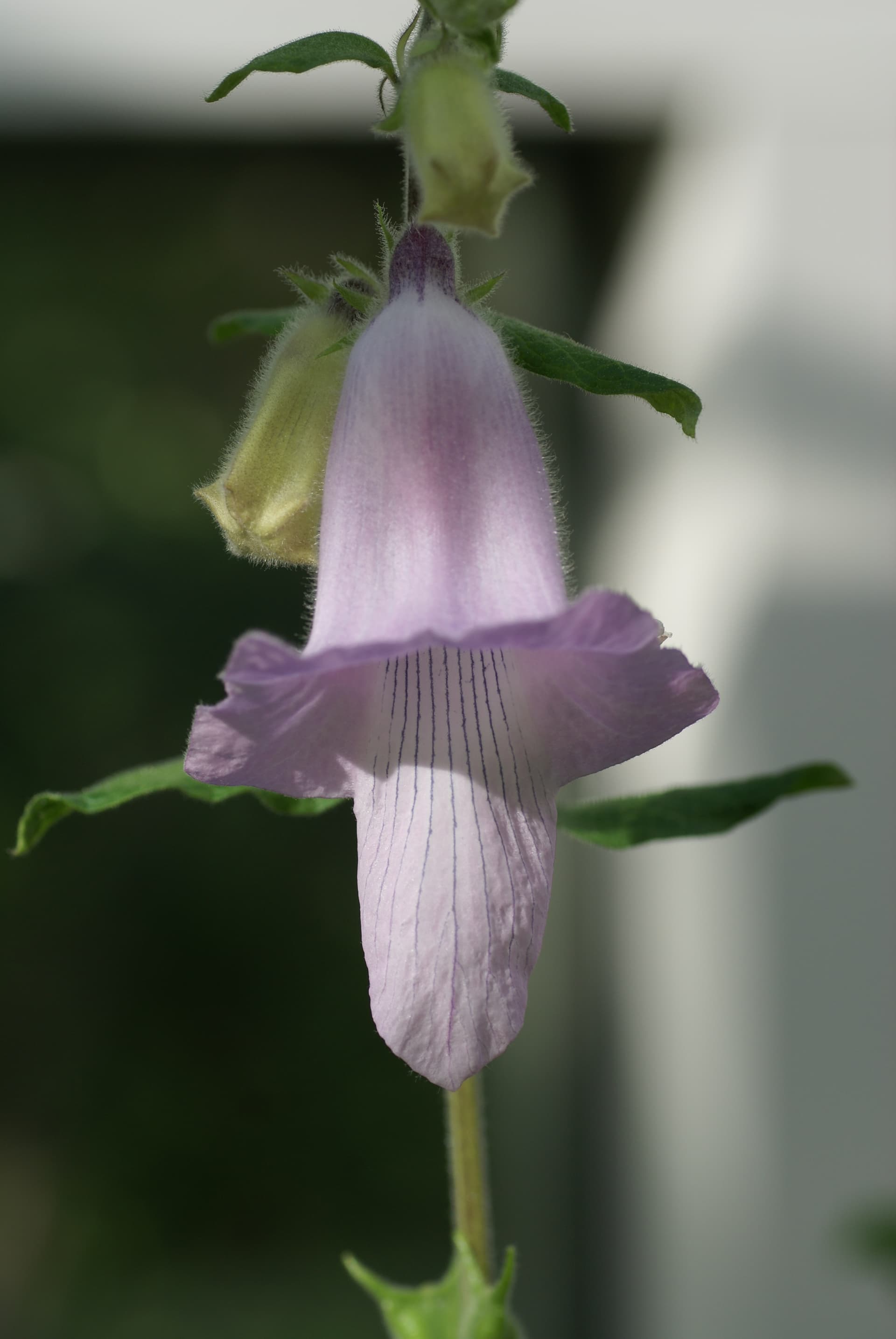 South African Foxglove