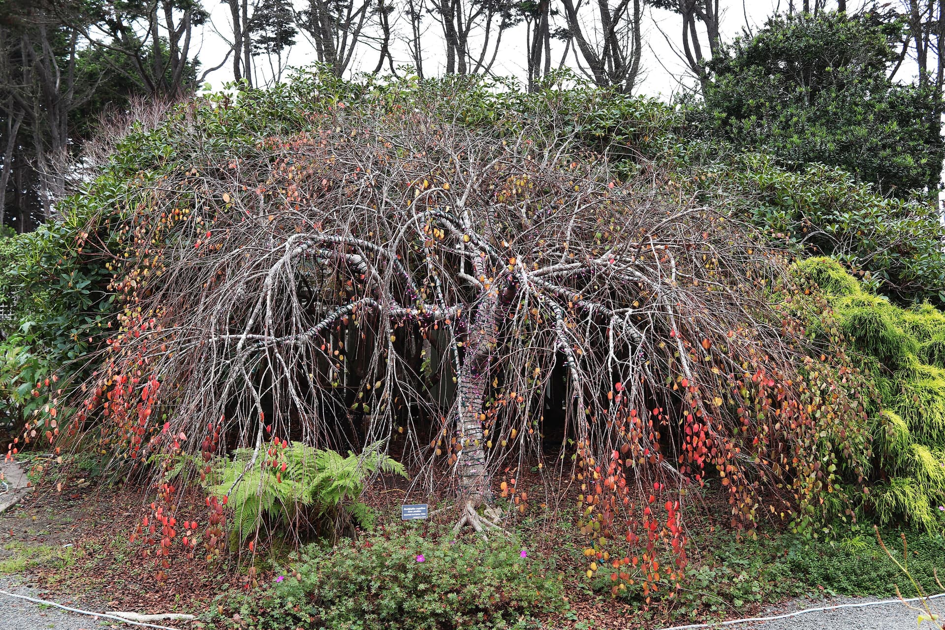 Weeping Katsura Tree