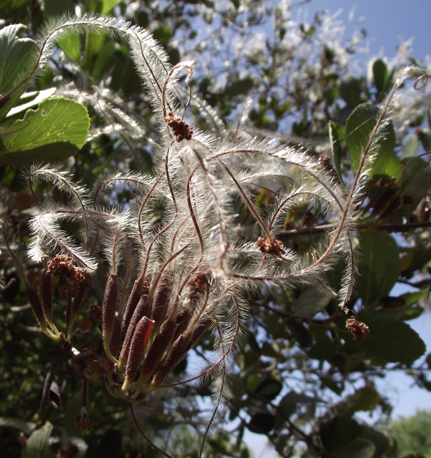 Mountain Mahogany