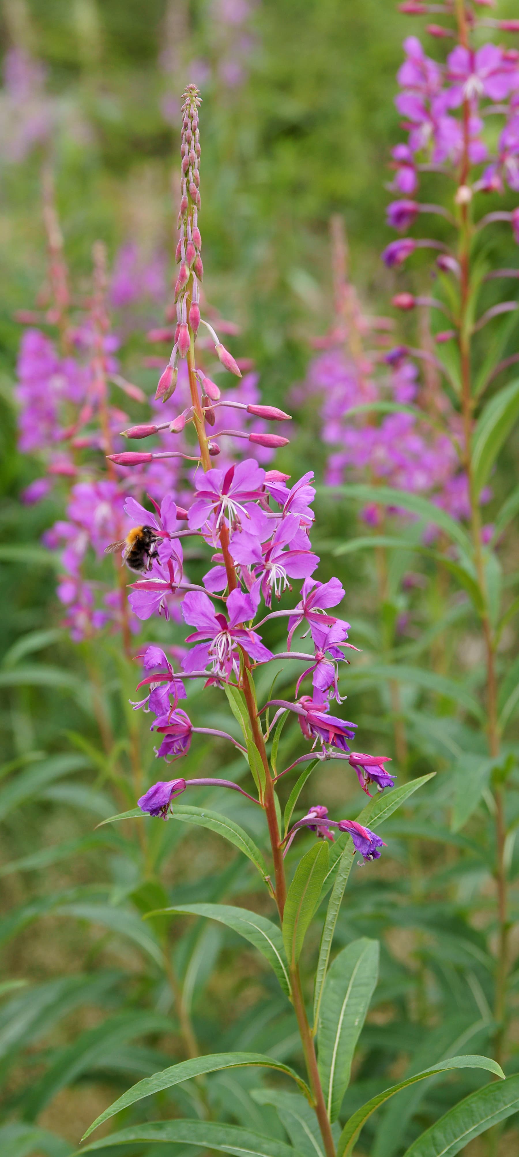 White Fireweed