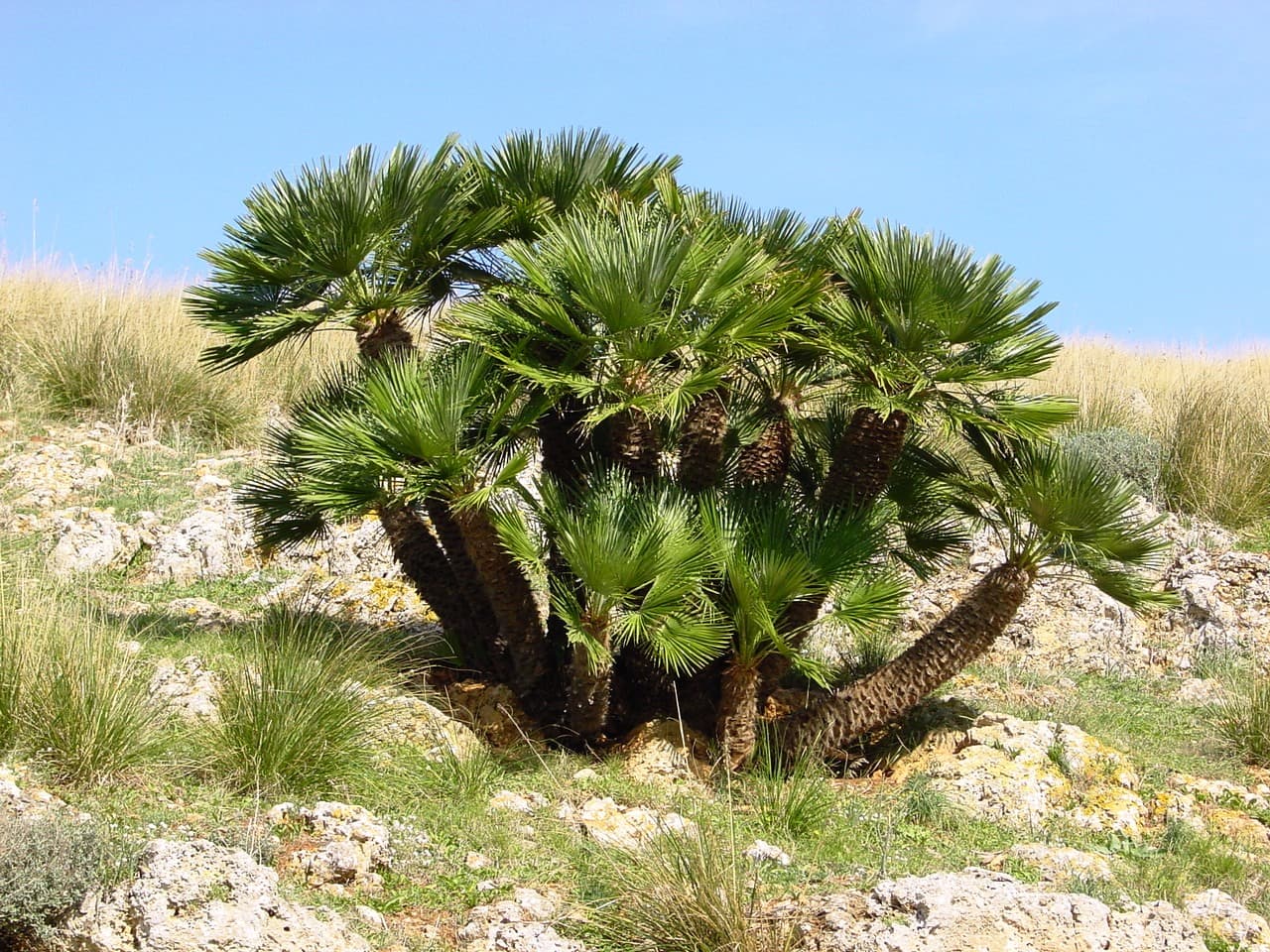 European Fan Palm