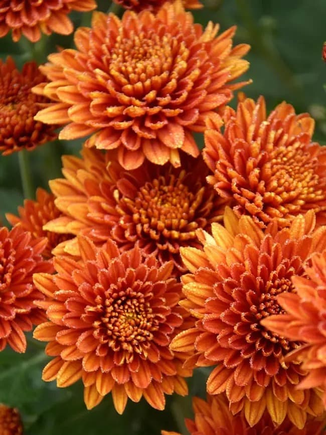 Coppersmith Chrysanthemum