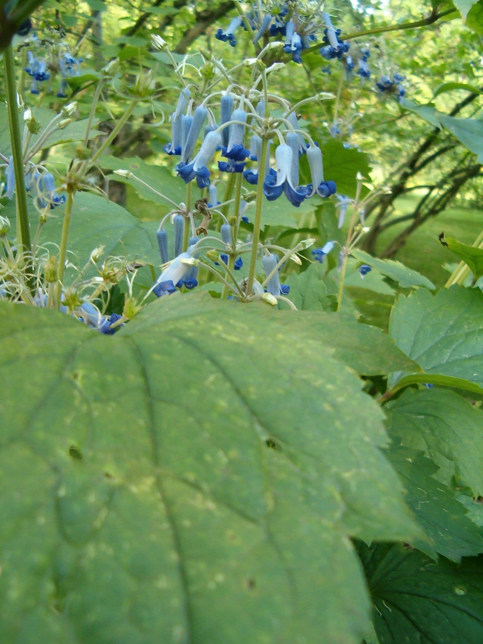 Tube Clematis