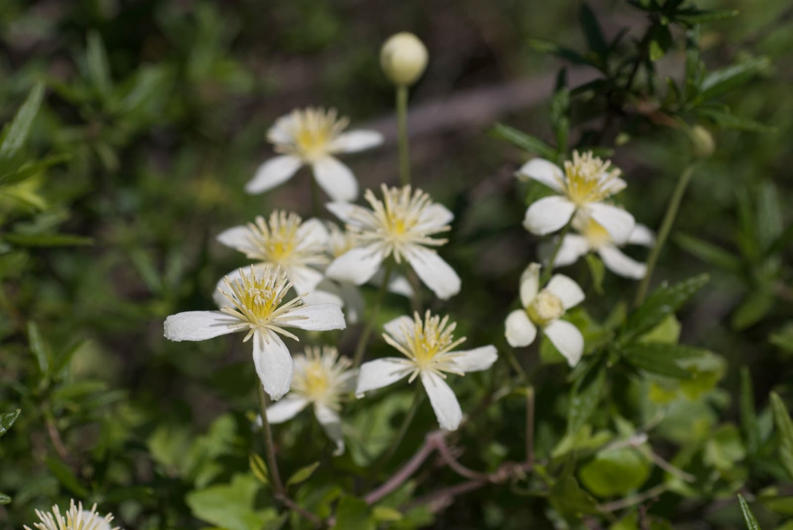 Chaparral Clematis