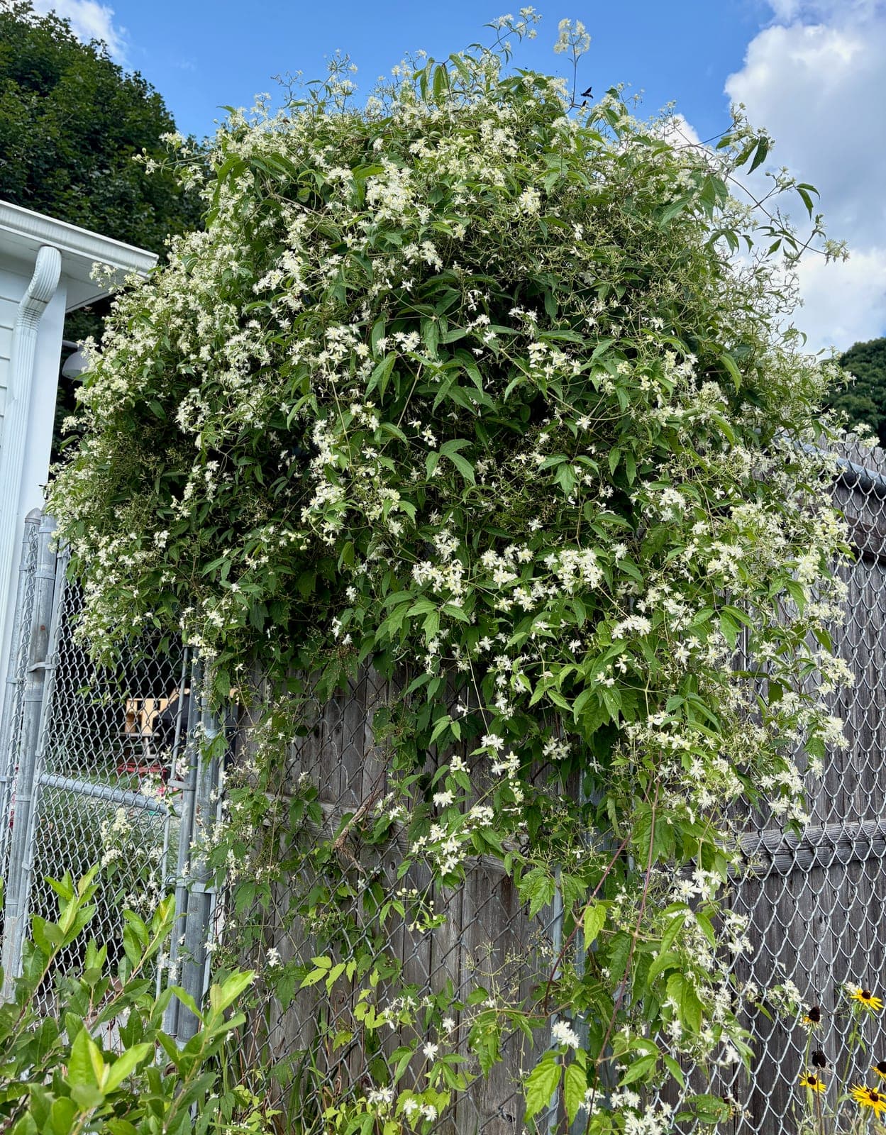 Virgin's Bower Clematis