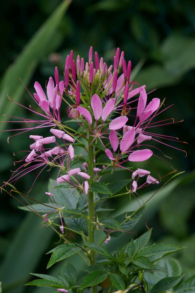 Spider Flower