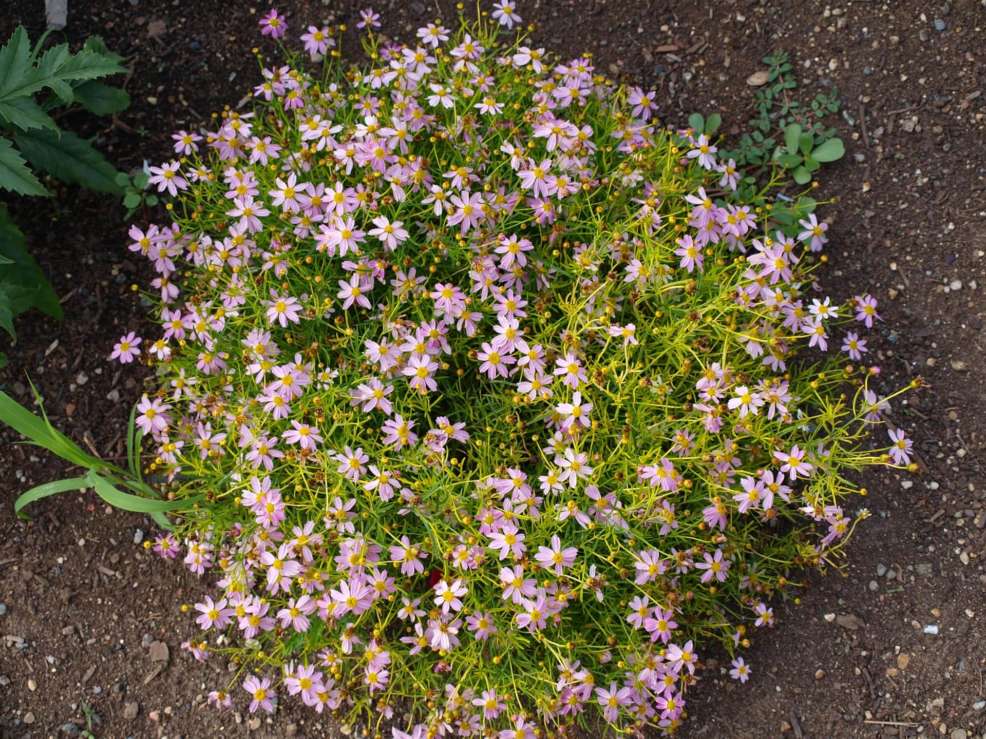 Pink Tickseed