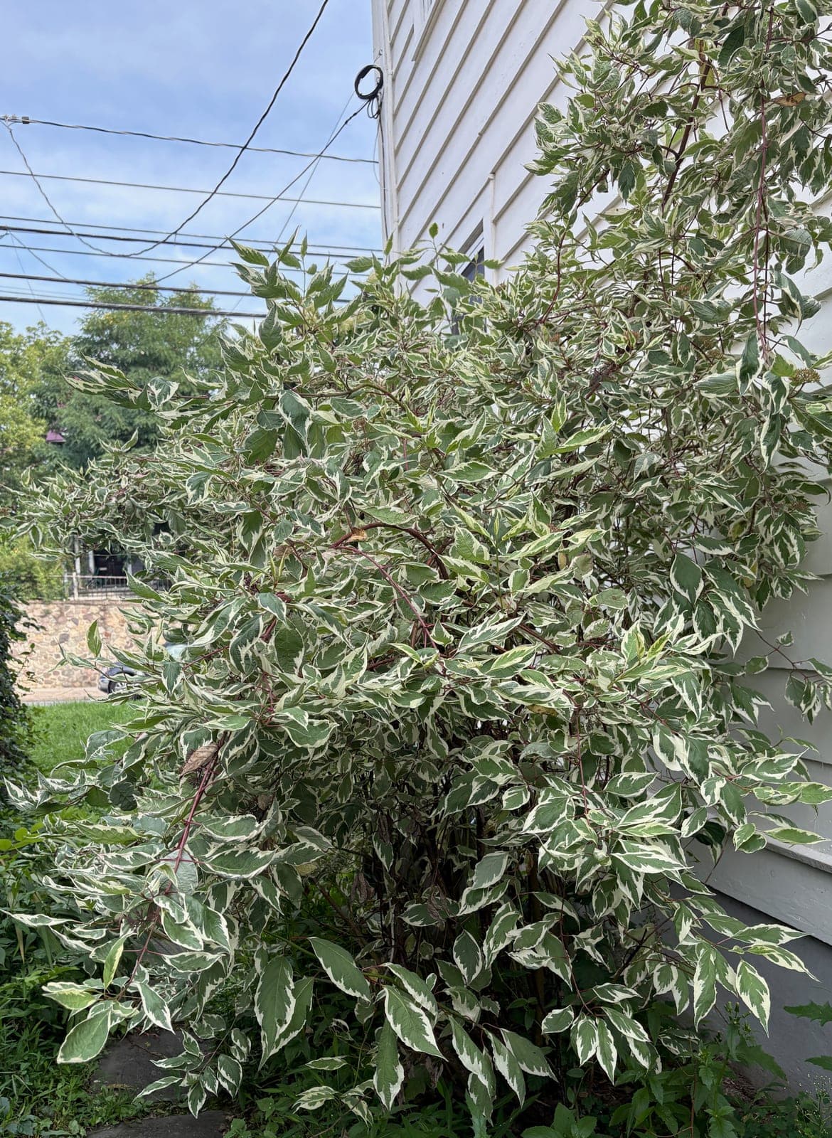 Variegated Tatarian Dogwood 'Elegantissima'