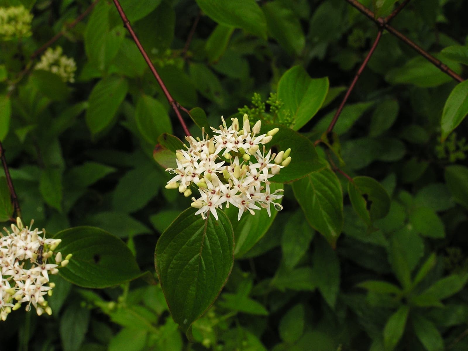Silky Dogwood
