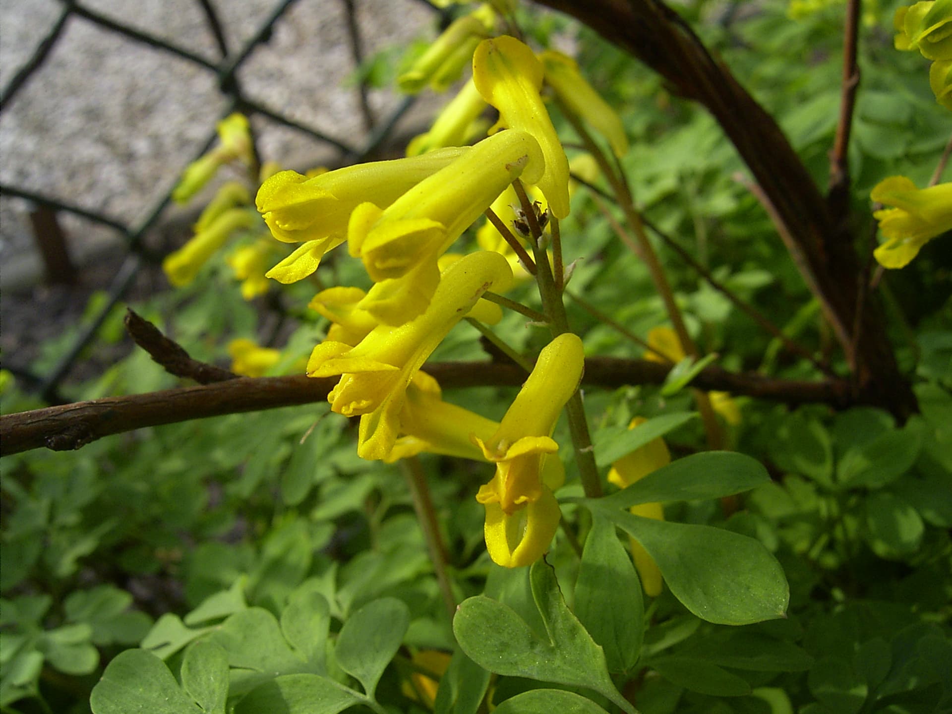 Yellow Fumitory