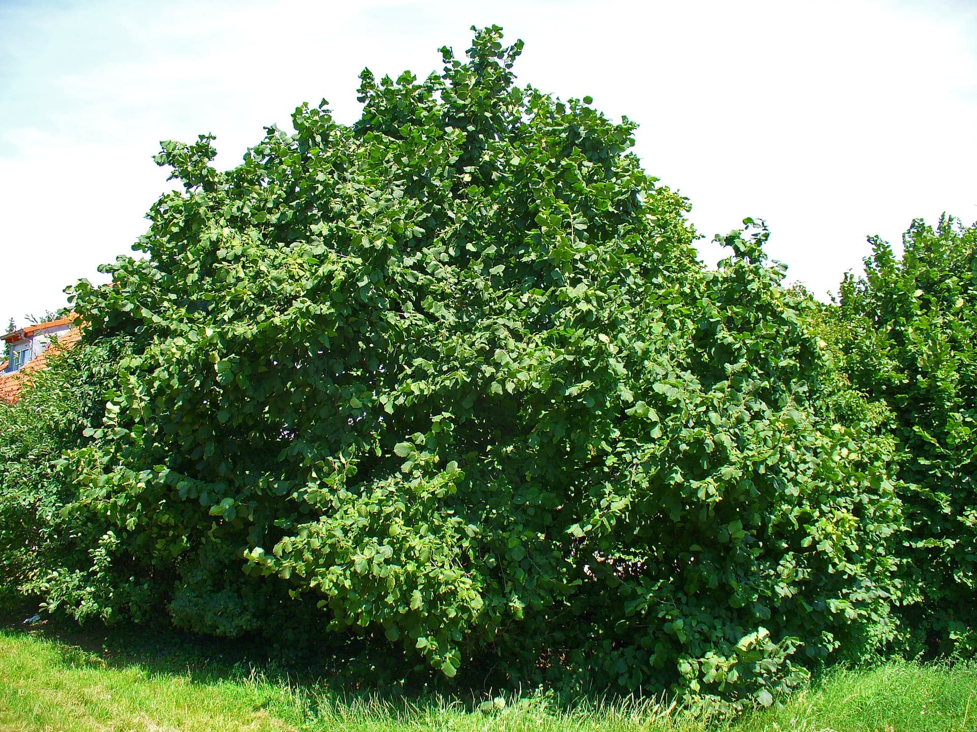 Turkish Hazel