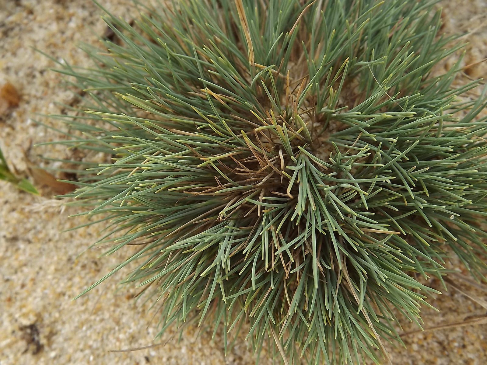 Grey Hair-Grass