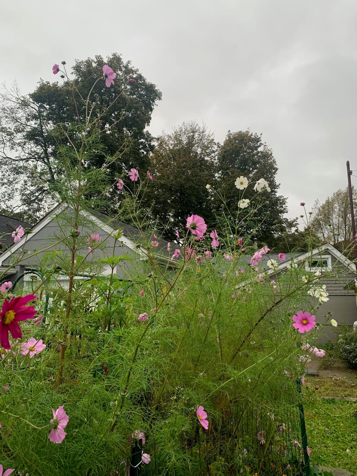 Cosmos