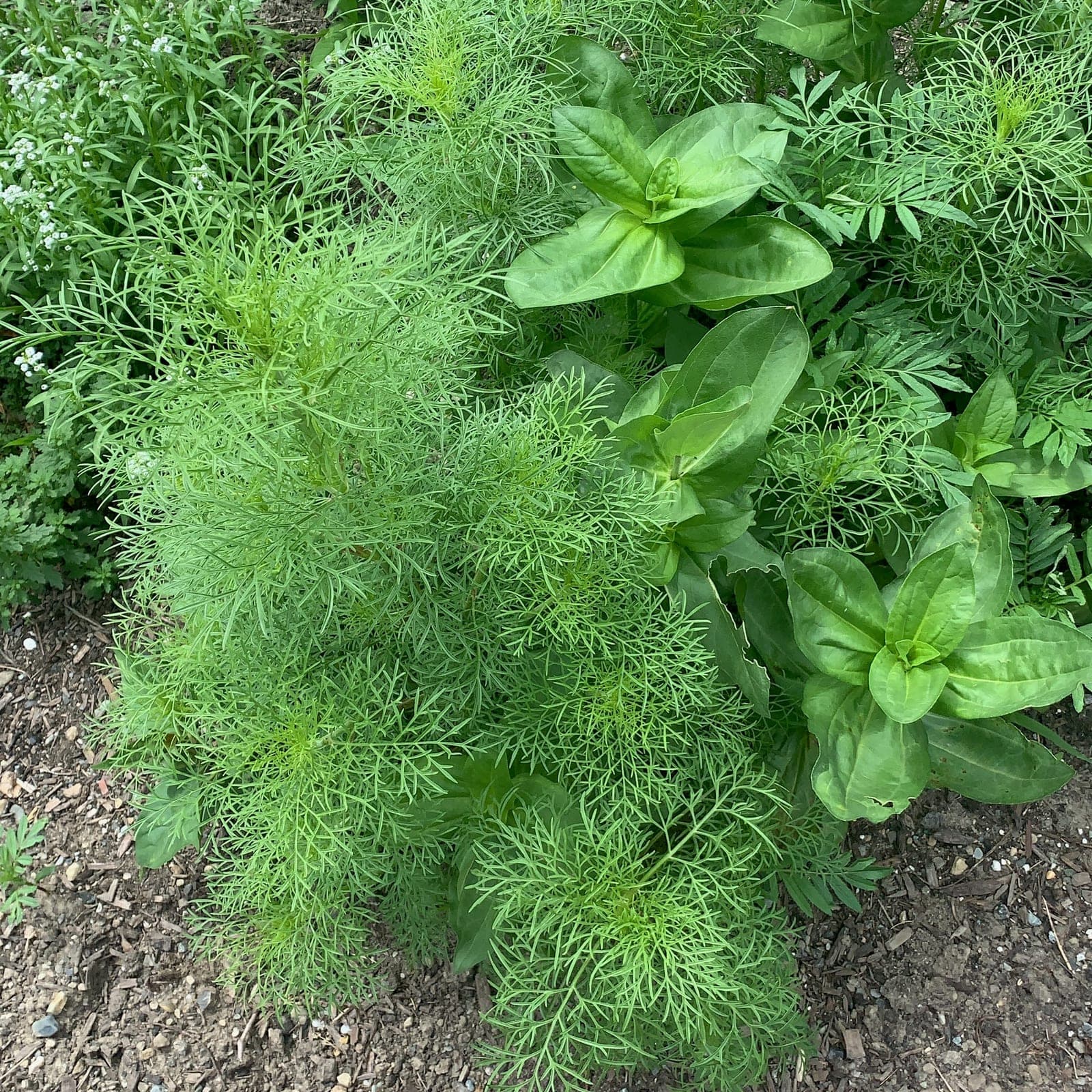 Cosmos