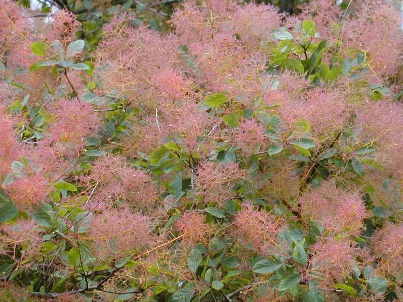 Smoketree 'Grace'