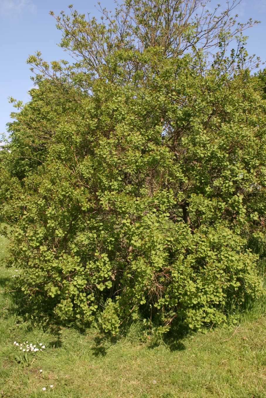 American Smoketree