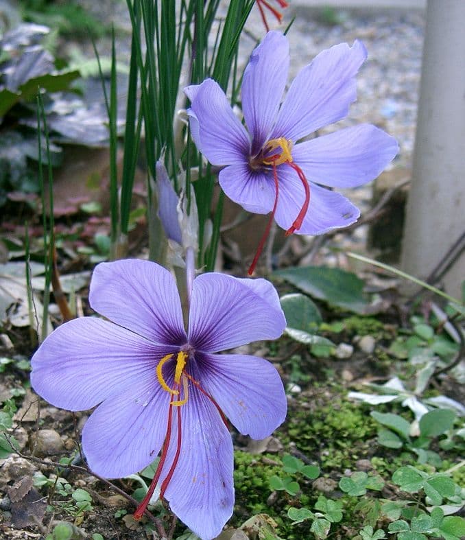Crocus