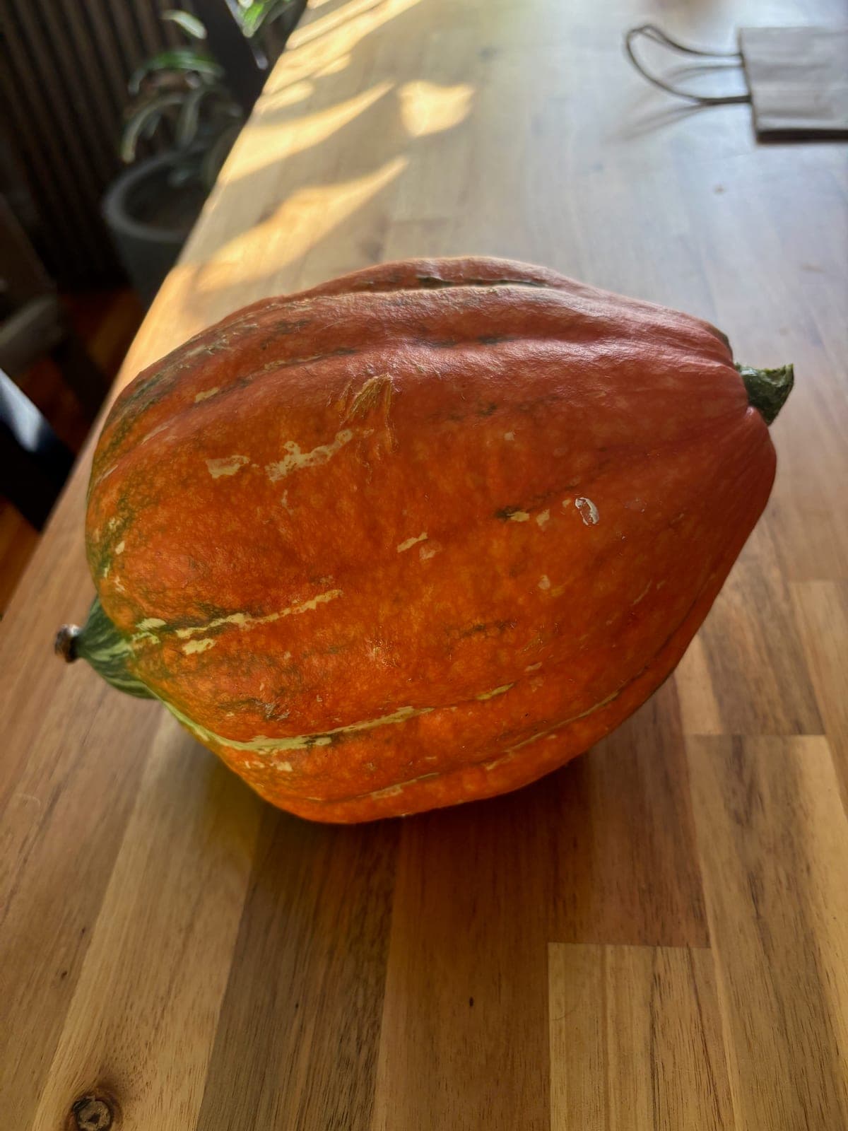 Red Kuri Squash