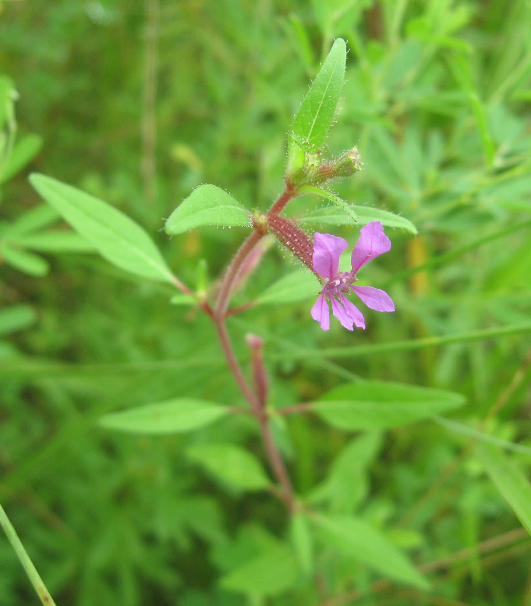 Blue Waxweed