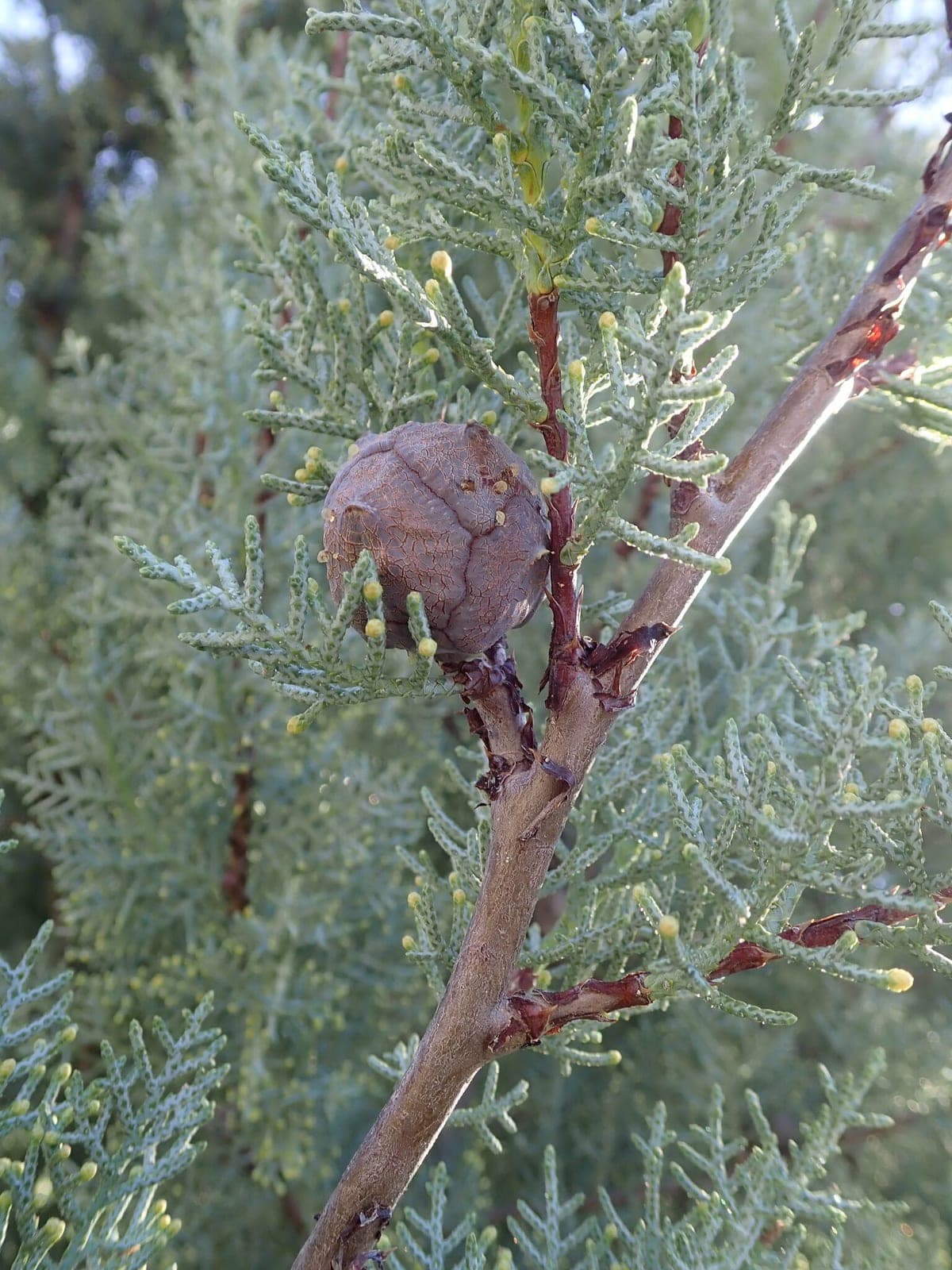 Arizona Cypress