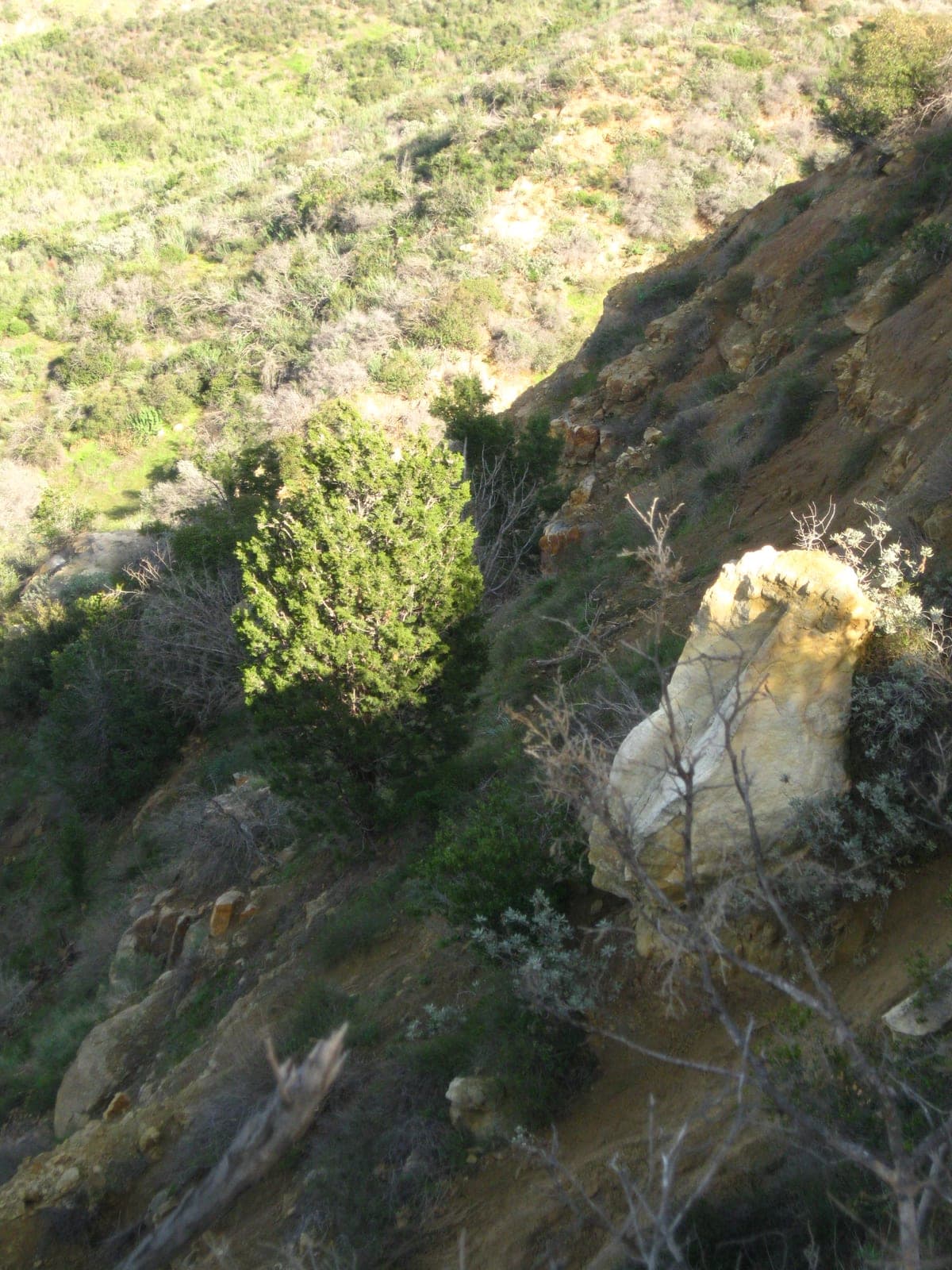 Tecate Cypress