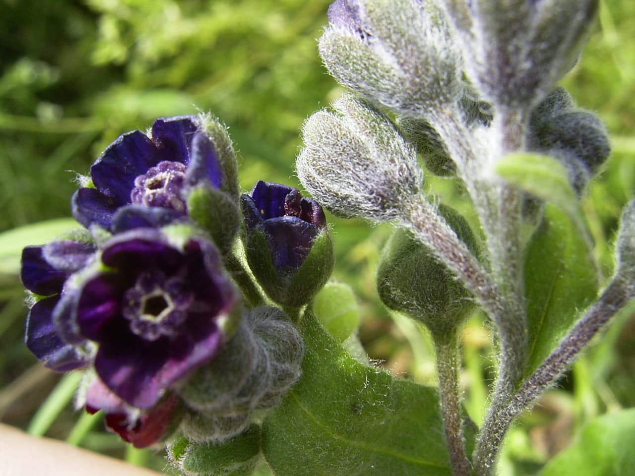 Chinese Forget-Me-Not