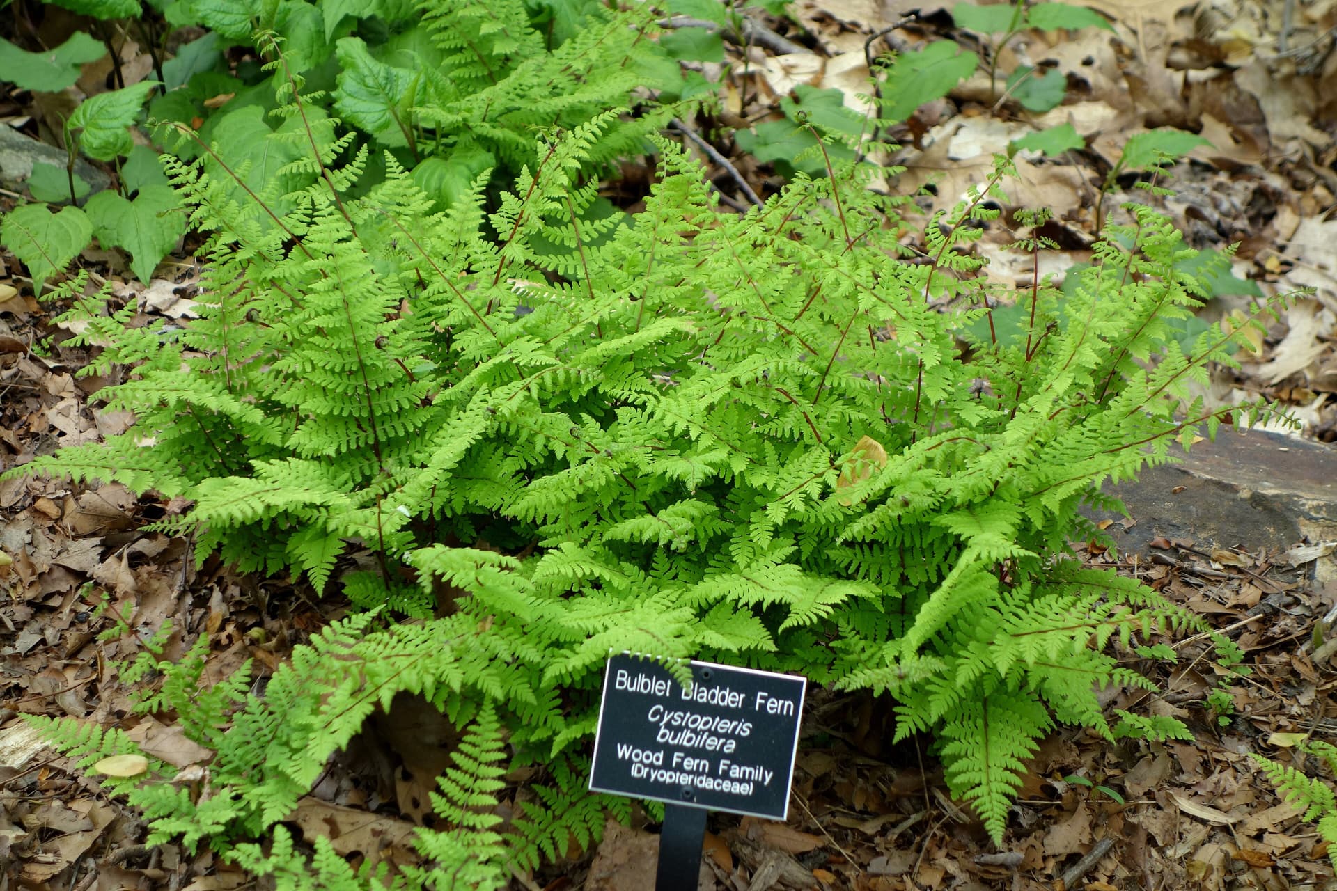 Bulblet Bladder Fern