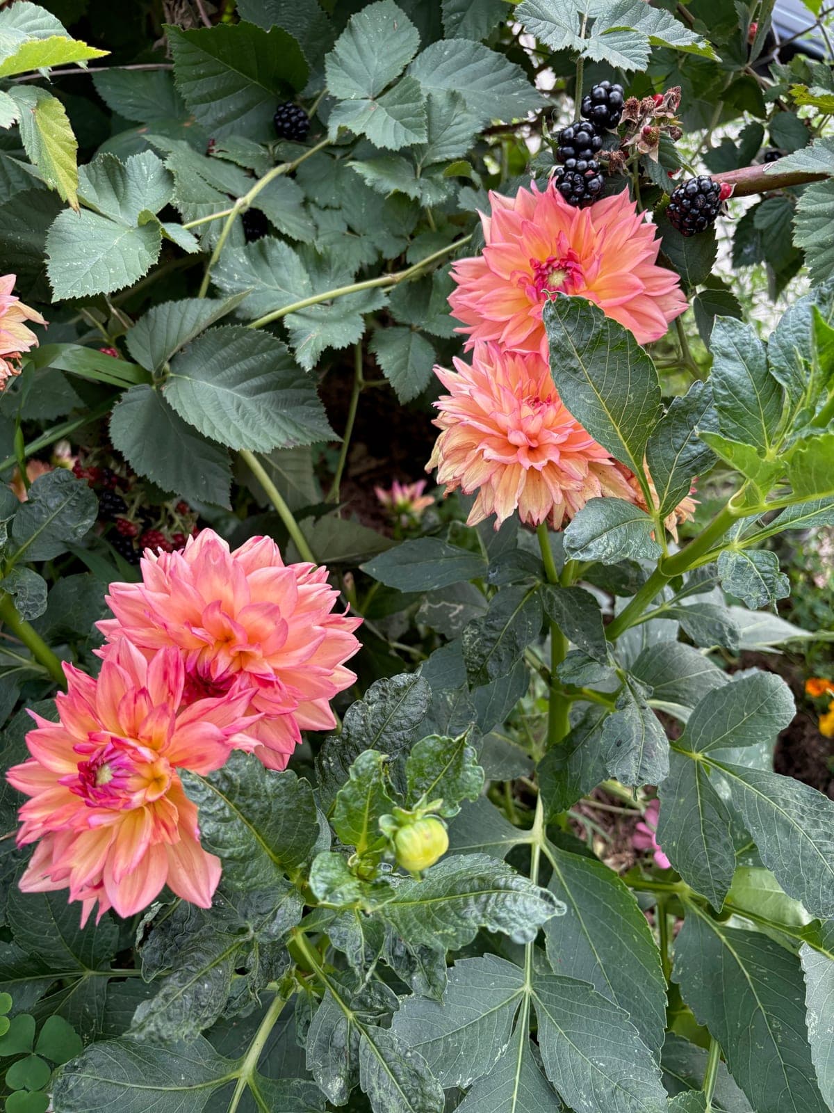 Dahlia Deep