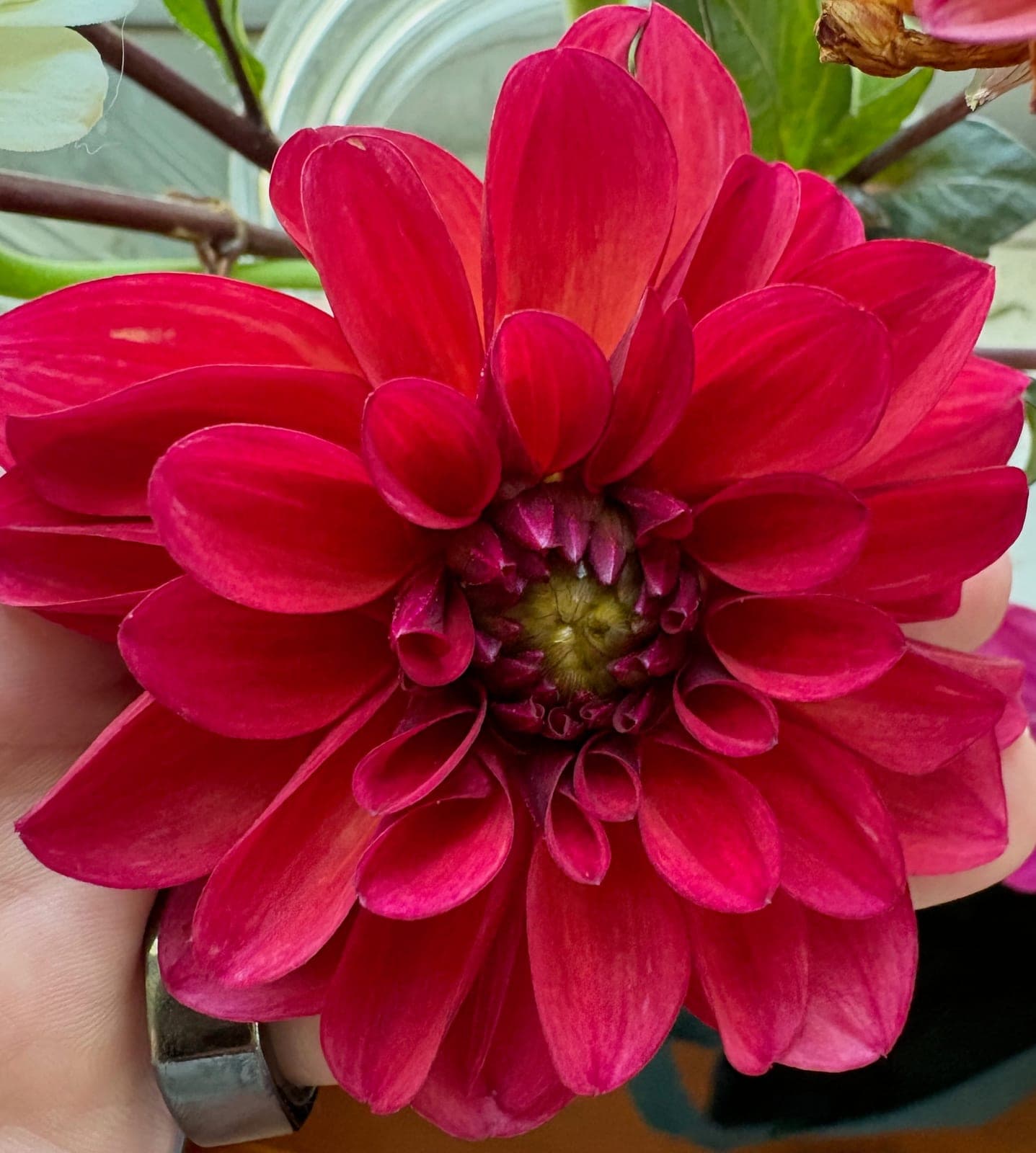 A cut arrangement of dahlias in full bloom