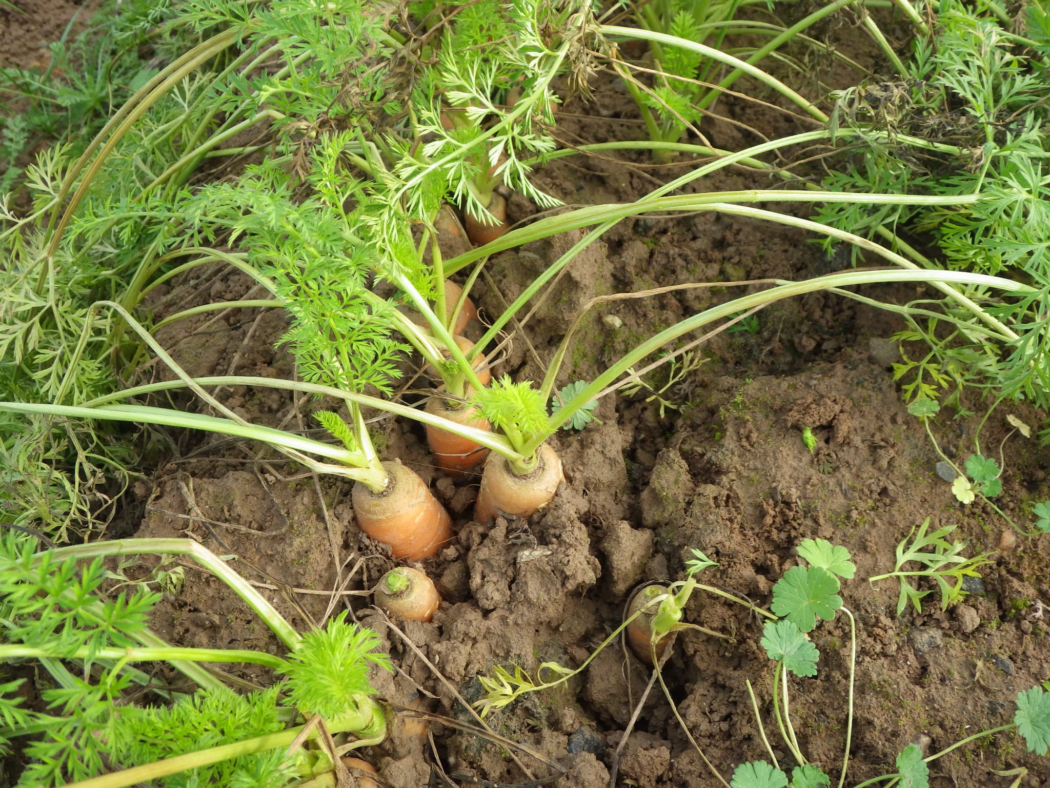 Carrot
