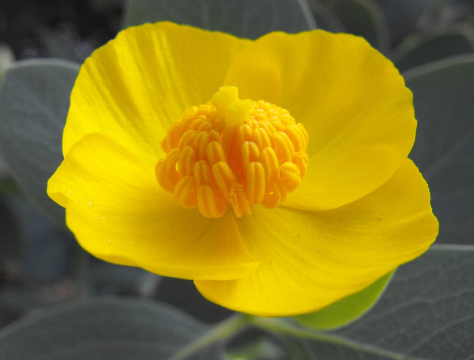 Island Bush Poppy