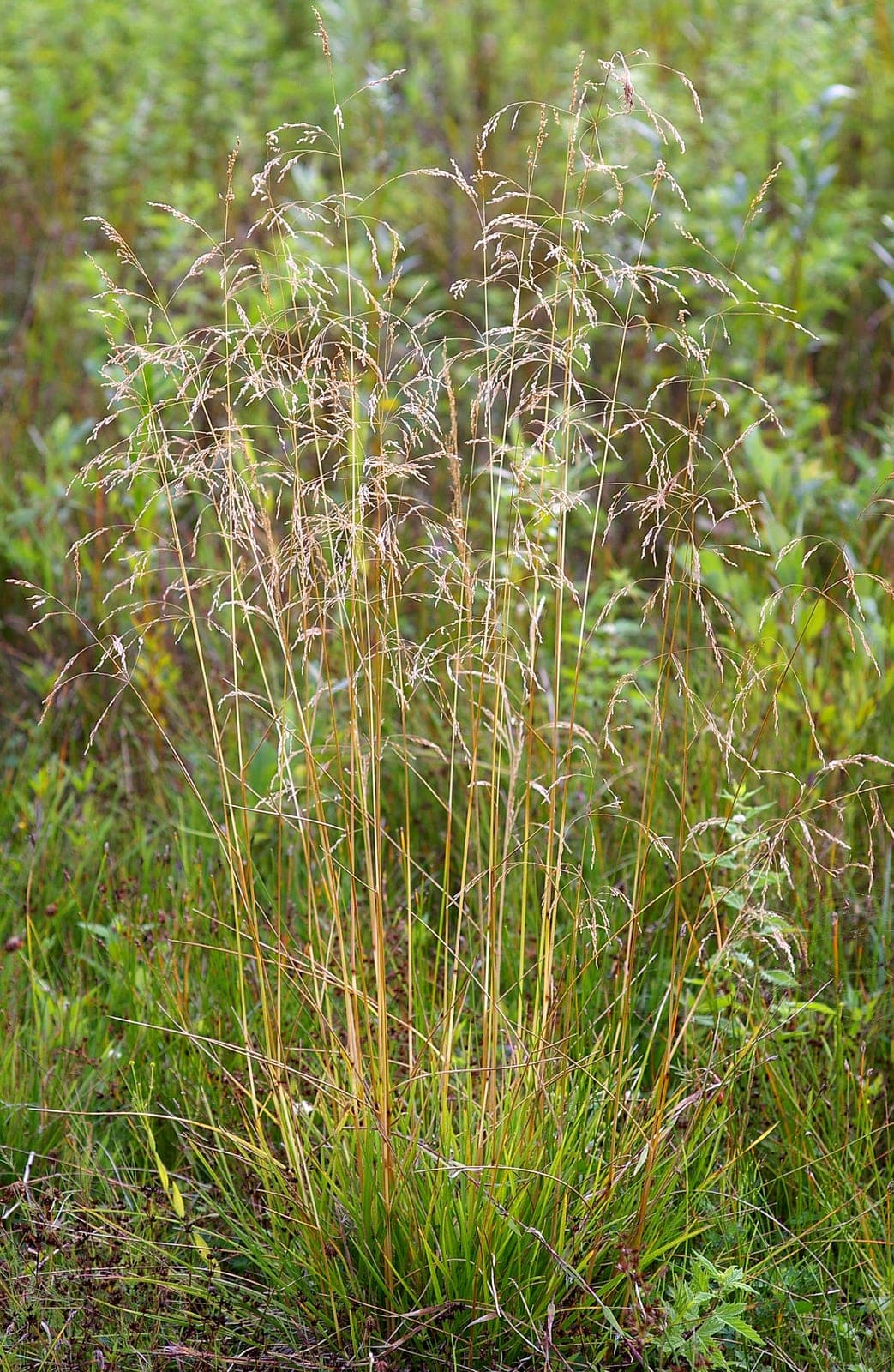 Tufted Hairgrass