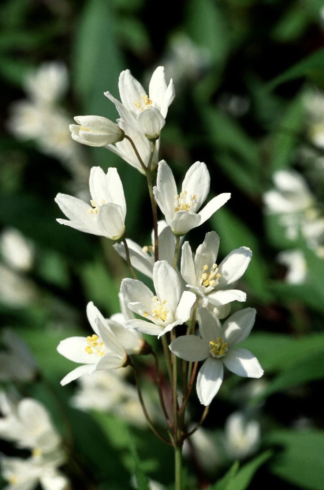 Deutzia 'Nikko'