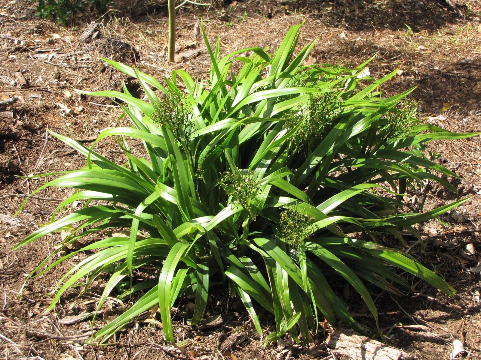 ʻUkiʻuki (Dianella sandwicensis)