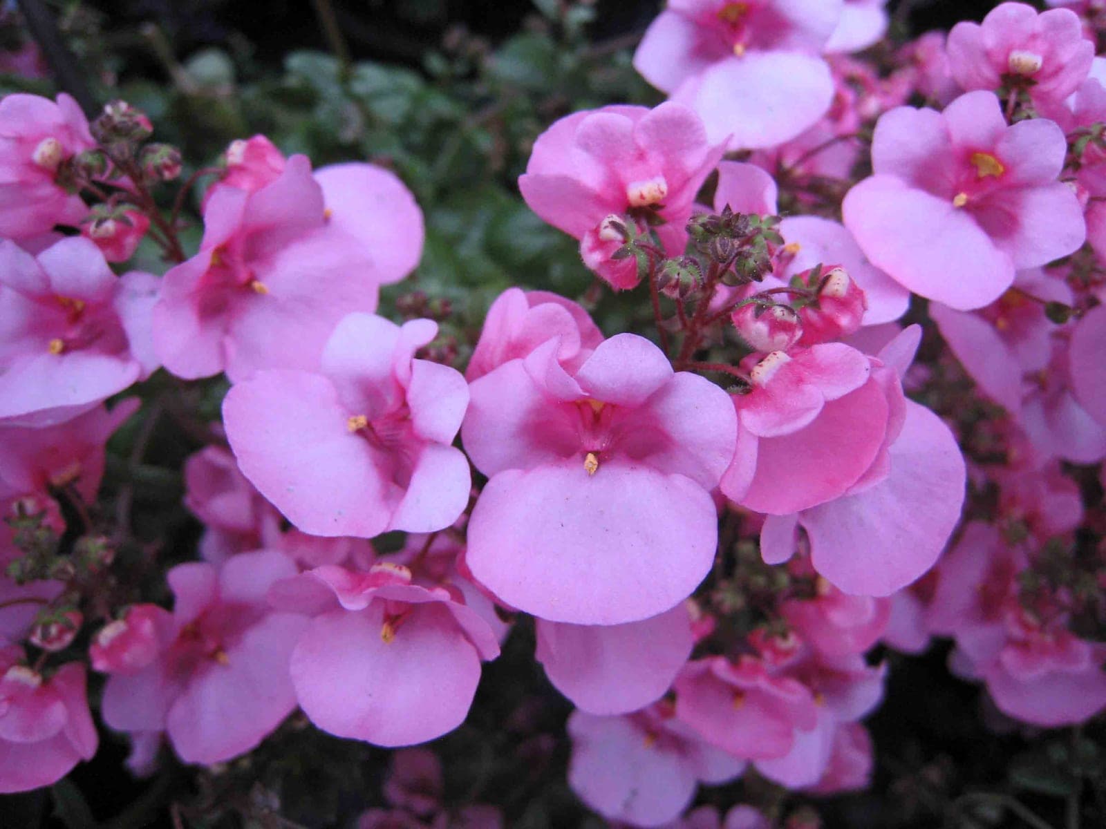 Diascia 'Apricot Queen'
