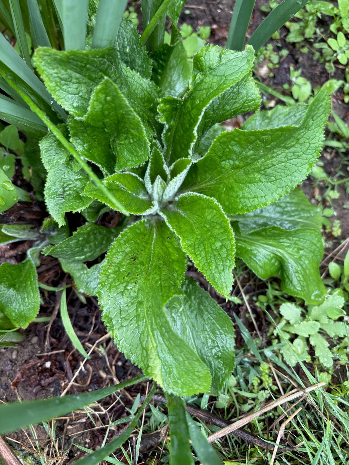Foxglove
