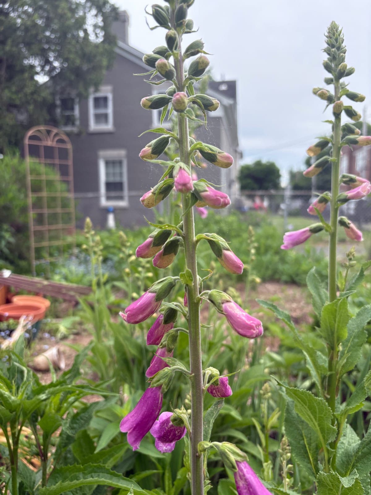 Foxglove