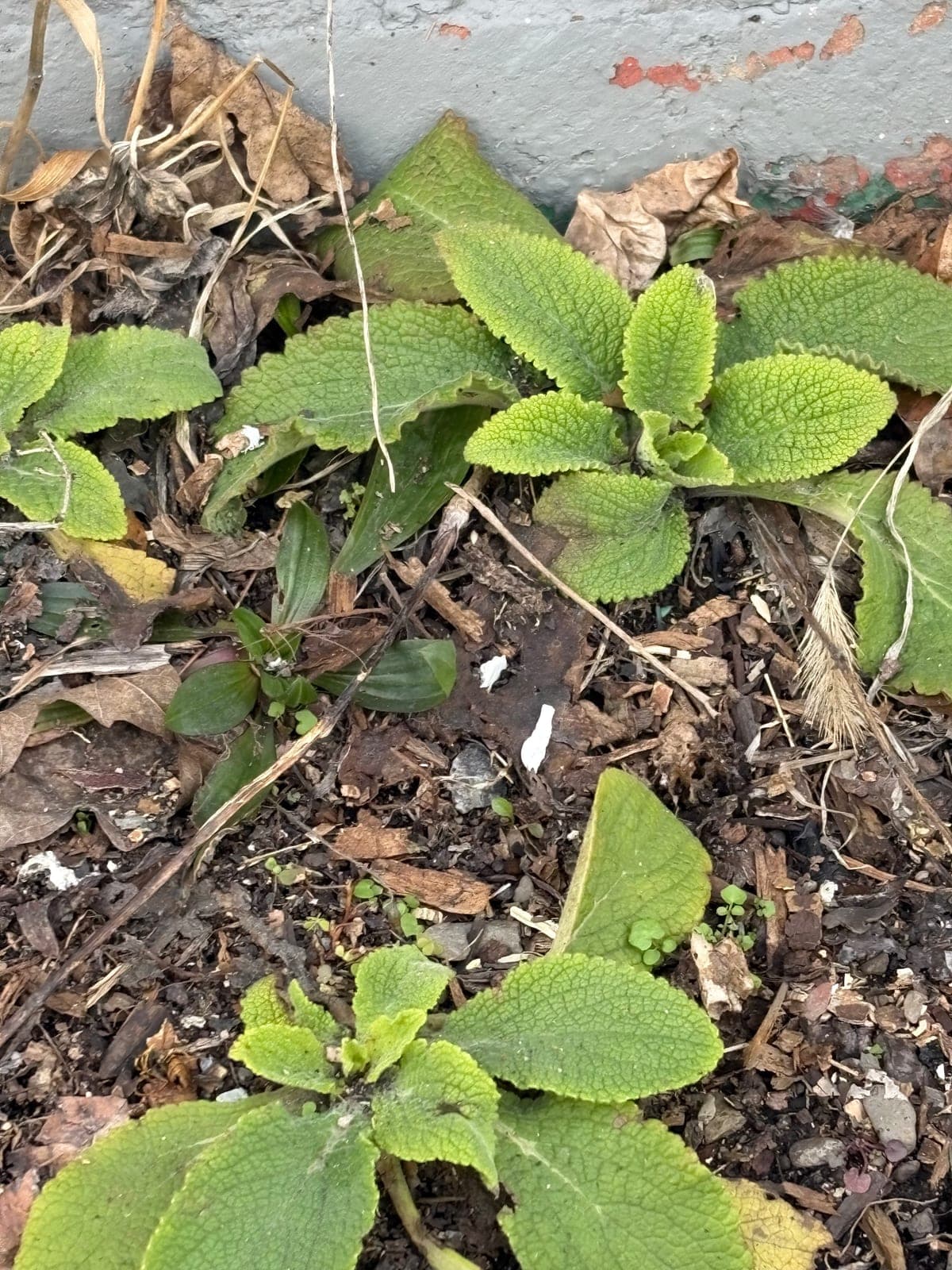 Foxglove